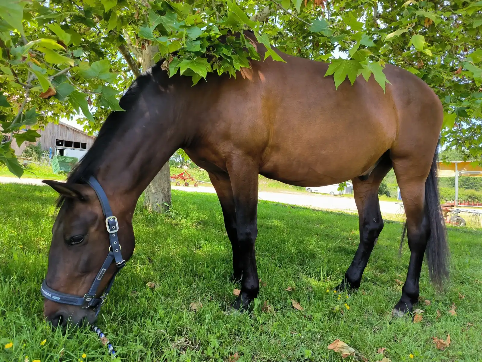Un cheval dans un pré, tête tournée vers l'observateur